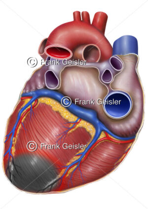 Herzschlag Medical Pictures